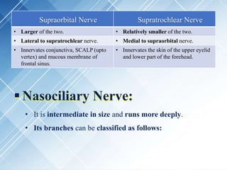  Nasociliary Nerve:
• It is intermediate in size and runs more deeply.
• Its branches can be classified as follows:
Supraorbital Nerve Supratrochlear Nerve
• Larger of the two. • Relatively smaller of the two.
• Lateral to supratrochlear nerve. • Medial to supraorbital nerve.
• Innervates conjunctiva, SCALP (upto
vertex) and mucous membrane of
frontal sinus.
• Innervates the skin of the upper eyelid
and lower part of the forehead.
 
