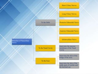 Branches of Nasociliary
Nerve
To the Orbit
Short Ciliary Nerves
Long Ciliary Nerves
Posterior Ethmoidal Nerve
Anterior Ethmoidal Nerve
Infratrochlear Nerve
To the Nasal Cavity
Innervates the mucous
membrane of the Nasal
Cavity
To the Face
Innervates the skin of the
bridge of the nose.
Innervates the skin of the
midle parts of eyelids and
the lacrimal sac.
 