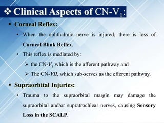 Clinical Aspects of CN-V1:
 Corneal Reflex:
• When the ophthalmic nerve is injured, there is loss of
Corneal Blink Reflex.
• This reflex is mediated by:
 the CN-V1 which is the afferent pathway and
 The CN-VII, which sub-serves as the efferent pathway.
 Supraorbital Injuries:
• Trauma to the supraorbital margin may damage the
supraorbital and/or supratrochlear nerves, causing Sensory
Loss in the SCALP.
 