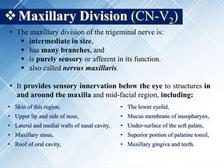 Maxillary Division (CN-V2)
• The maxillary division of the trigeminal nerve is:
 intermediate in size,
 has many branches, and
 is purely sensory or afferent in its function.
 also called nervus maxillaris.
• It provides sensory innervation below the eye to structures in
and around the maxilla and mid-facial region, including:
• Skin of this region, • The lower eyelid,
• Upper lip and side of nose, • Mucus membrane of nasopharynx,
• Lateral and medial walls of nasal cavity, • Under-surface of the soft palate,
• Maxillary sinus, • Superior portion of palatine tonsil,
• Roof of oral cavity, • Maxillary gingiva and teeth.
 