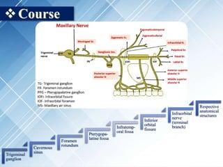 Course
Trigeminal
ganglion
Cavernous
sinus
Foramen
rotundum
Pterygopa-
latine fossa
Infratemp-
oral fossa
Inferior
orbital
fissure
Infraorbital
nerve
(terminal
branch)
Respective
anatomical
structures
 