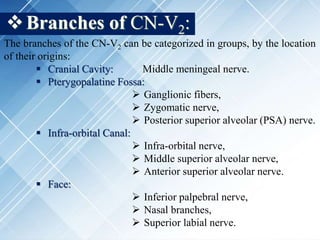 Branches of CN-V2:
The branches of the CN-V2 can be categorized in groups, by the location
of their origins:
 Cranial Cavity: Middle meningeal nerve.
 Pterygopalatine Fossa:
 Ganglionic fibers,
 Zygomatic nerve,
 Posterior superior alveolar (PSA) nerve.
 Infra-orbital Canal:
 Infra-orbital nerve,
 Middle superior alveolar nerve,
 Anterior superior alveolar nerve.
 Face:
 Inferior palpebral nerve,
 Nasal branches,
 Superior labial nerve.
 