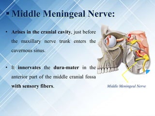  Middle Meningeal Nerve:
• Arises in the cranial cavity, just before
the maxillary nerve trunk enters the
cavernous sinus.
• It innervates the dura-mater in the
anterior part of the middle cranial fossa
with sensory fibers. Middle Meningeal Nerve
 