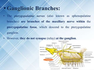  Ganglionic Branches:
• The pterygopalatine nerves (also known as sphenopalatine
branches) are branches of the maxillary nerve within the
pterygopalatine fossa, which descend to the pterygopalatine
ganglion.
• However, they do not synapse (relay) at the ganglion.
Sphenopalatine
ganglion
 
