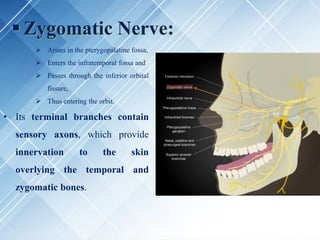  Zygomatic Nerve:
 Arises in the pterygopalatine fossa,
 Enters the infratemporal fossa and
 Passes through the inferior orbital
fissure,
 Thus entering the orbit.
• Its terminal branches contain
sensory axons, which provide
innervation to the skin
overlying the temporal and
zygomatic bones.
 