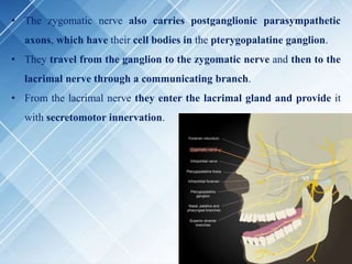 • The zygomatic nerve also carries postganglionic parasympathetic
axons, which have their cell bodies in the pterygopalatine ganglion.
• They travel from the ganglion to the zygomatic nerve and then to the
lacrimal nerve through a communicating branch.
• From the lacrimal nerve they enter the lacrimal gland and provide it
with secretomotor innervation.
 
