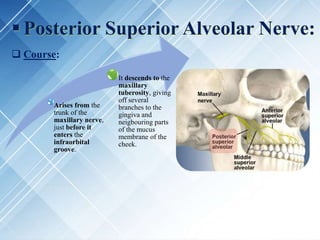 Arises from the
trunk of the
maxillary nerve,
just before it
enters the
infraorbital
groove.
It descends to the
maxillary
tuberosity, giving
off several
branches to the
gingiva and
neigbouring parts
of the mucus
membrane of the
cheek.
 Posterior Superior Alveolar Nerve:
 Course:
 