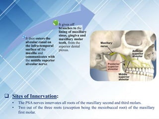 It then enters the
alveolar canal on
the infra-temporal
surface of the
maxilla and
communicates with
the middle superior
alveolar nerve.
It gives off
branches to the
lining of maxillary
sinus, gingiva and
maxillary molar
teeth, from the
superior dental
plexus.
 Sites of Innervation:
• The PSA nerves innervates all roots of the maxillary second and third molars.
• Two out of the three roots (exception being the mesiobuccal root) of the maxillary
first molar.
 