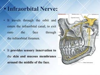  Infraorbital Nerve:
• It travels through the orbit and
enters the infraorbital canal, to exit
onto the face through
the infraorbital foramen.
• It provides sensory innervation to
the skin and mucous membranes
around the middle of the face.
 
