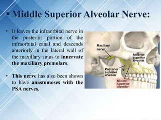  Middle Superior Alveolar Nerve:
• It leaves the infraorbital nerve in
the posterior portion of the
infraorbital canal and descends
anteriorly in the lateral wall of
the maxillary sinus to innervate
the maxillary premolars.
• This nerve has also been shown
to have anastomoses with the
PSA nerves.
 