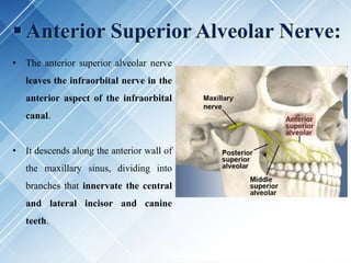  Anterior Superior Alveolar Nerve:
• The anterior superior alveolar nerve
leaves the infraorbital nerve in the
anterior aspect of the infraorbital
canal.
• It descends along the anterior wall of
the maxillary sinus, dividing into
branches that innervate the central
and lateral incisor and canine
teeth.
 