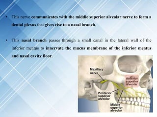 • This nerve communicates with the middle superior alveolar nerve to form a
dental plexus that gives rise to a nasal branch.
• This nasal branch passes through a small canal in the lateral wall of the
inferior meatus to innervate the mucus membrane of the inferior meatus
and nasal cavity floor.
 