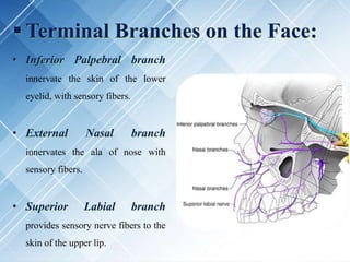 Terminal Branches on the Face:
• Inferior Palpebral branch
innervate the skin of the lower
eyelid, with sensory fibers.
• External Nasal branch
innervates the ala of nose with
sensory fibers.
• Superior Labial branch
provides sensory nerve fibers to the
skin of the upper lip.
 