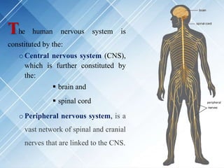 The human nervous system is
constituted by the:
o Central nervous system (CNS),
which is further constituted by
the:
 brain and
 spinal cord
o Peripheral nervous system, is a
vast network of spinal and cranial
nerves that are linked to the CNS.
peripheral
 