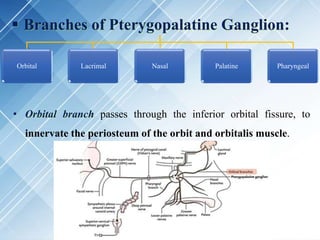  Branches of Pterygopalatine Ganglion:
• Orbital branch passes through the inferior orbital fissure, to
innervate the periosteum of the orbit and orbitalis muscle.
Orbital Lacrimal Nasal Palatine Pharyngeal
 