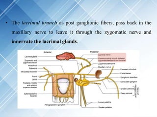 • The lacrimal branch as post ganglionic fibers, pass back in the
maxillary nerve to leave it through the zygomatic nerve and
innervate the lacrimal glands.
 