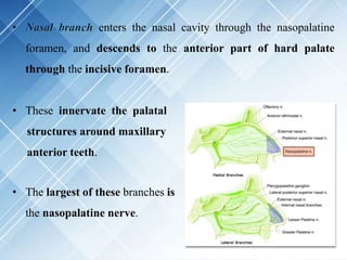 • Nasal branch enters the nasal cavity through the nasopalatine
foramen, and descends to the anterior part of hard palate
through the incisive foramen.
• These innervate the palatal
structures around maxillary
anterior teeth.
• The largest of these branches is
the nasopalatine nerve.
 