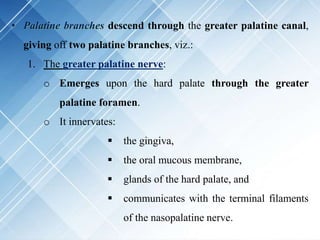 • Palatine branches descend through the greater palatine canal,
giving off two palatine branches, viz.:
1. The greater palatine nerve:
o Emerges upon the hard palate through the greater
palatine foramen.
o It innervates:
 the gingiva,
 the oral mucous membrane,
 glands of the hard palate, and
 communicates with the terminal filaments
of the nasopalatine nerve.
 