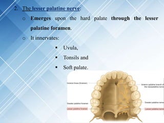 2. The lesser palatine nerve:
o Emerges upon the hard palate through the lesser
palatine foramen.
o It innervates:
 Uvula,
 Tonsils and
 Soft palate.
 