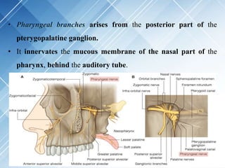 • Pharyngeal branches arises from the posterior part of the
pterygopalatine ganglion.
• It innervates the mucous membrane of the nasal part of the
pharynx, behind the auditory tube.
 
