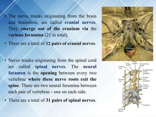• The nerve trunks originating from the brain
and brainstem, are called cranial nerves.
They emerge out of the cranium via the
various foramina (21 in total).
• There are a total of 12 pairs of cranial nerves.
• Nerve trunks originating from the spinal cord
are called spinal nerves. The neural
foramen is the opening between every two
vertebrae where these nerve roots exit the
spine. There are two neural foramina between
each pair of vertebrae - one on each side.
• There are a total of 31 pairs of spinal nerves.
Foramen
Magnum
 