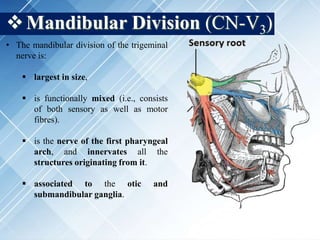 Mandibular Division (CN-V3)
• The mandibular division of the trigeminal
nerve is:
 largest in size,
 is functionally mixed (i.e., consists
of both sensory as well as motor
fibres).
 is the nerve of the first pharyngeal
arch, and innervates all the
structures originating from it.
 associated to the otic and
submandibular ganglia.
 