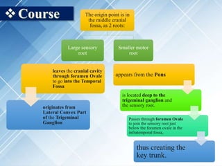 Course The origin point is in
the middle cranial
fossa, as 2 roots:
Large sensory
root
Smaller motor
root
leaves the cranial cavity
through foramen Ovale
to go into the Temporal
Fossa
originates from
Lateral Convex Part
of the Trigeminal
Ganglion
appears from the Pons
is located deep to the
trigeminal ganglion and
the sensory root.
Passes through foramen Ovale
to join the sensory root just
below the foramen ovale in the
infratemporal fossa,
thus creating the
key trunk.
 
