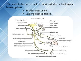 The mandibular nerve trunk is short and after a brief course,
breaks up into:
 Smaller anterior and
 Larger posterior branch.
 