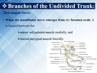 Branches of the Undivided Trunk:
Meningeal Nerve:
• When the mandibular nerve emerges from the foramen ovale, it
is located between the:
tensor veli palatini muscle medially, and
lateral pterygoid muscle laterally.
 