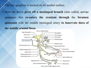 • The otic ganglion is located on its medial surface.
• Here the nerve gives off a meningeal branch (also called, nervus
spinosus) that re-enters the cranium through the foramen
spinosum with the middle meningeal artery to innervate dura of
the middle cranial fossa.
 