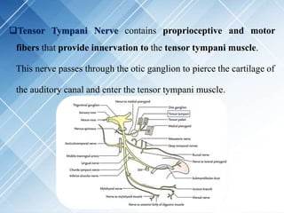 Tensor Tympani Nerve contains proprioceptive and motor
fibers that provide innervation to the tensor tympani muscle.
This nerve passes through the otic ganglion to pierce the cartilage of
the auditory canal and enter the tensor tympani muscle.
 