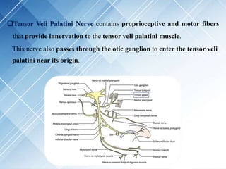 Tensor Veli Palatini Nerve contains proprioceptive and motor fibers
that provide innervation to the tensor veli palatini muscle.
This nerve also passes through the otic ganglion to enter the tensor veli
palatini near its origin.
 