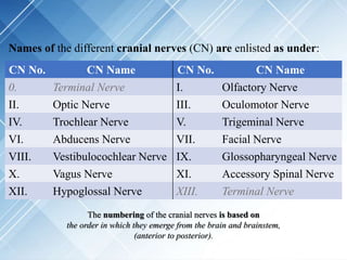 Names of the different cranial nerves (CN) are enlisted as under:
CN No. CN Name CN No. CN Name
0. Terminal Nerve I. Olfactory Nerve
II. Optic Nerve III. Oculomotor Nerve
IV. Trochlear Nerve V. Trigeminal Nerve
VI. Abducens Nerve VII. Facial Nerve
VIII. Vestibulocochlear Nerve IX. Glossopharyngeal Nerve
X. Vagus Nerve XI. Accessory Spinal Nerve
XII. Hypoglossal Nerve XIII. Terminal Nerve
The numbering of the cranial nerves is based on
the order in which they emerge from the brain and brainstem,
(anterior to posterior).
 