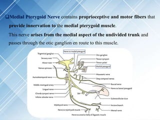 Medial Pterygoid Nerve contains proprioceptive and motor fibers that
provide innervation to the medial pterygoid muscle.
This nerve arises from the medial aspect of the undivided trunk and
passes through the otic ganglion en route to this muscle.
 