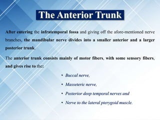 The Anterior Trunk
After entering the infratemporal fossa and giving off the afore-mentioned nerve
branches, the mandibular nerve divides into a smaller anterior and a larger
posterior trunk.
The anterior trunk consists mainly of motor fibers, with some sensory fibers,
and gives rise to the:
• Buccal nerve,
• Masseteric nerve,
• Posterior deep temporal nerves and
• Nerve to the lateral pterygoid muscle.
 