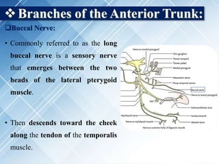 Branches of the Anterior Trunk:
Buccal Nerve:
• Commonly referred to as the long
buccal nerve is a sensory nerve
that emerges between the two
heads of the lateral pterygoid
muscle.
• Then descends toward the cheek
along the tendon of the temporalis
muscle.
 