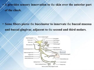 • It provides sensory innervation to the skin over the anterior part
of the cheek.
• Some fibers pierce the buccinator to innervate the buccal mucosa
and buccal gingivae, adjacent to the second and third molars.
 