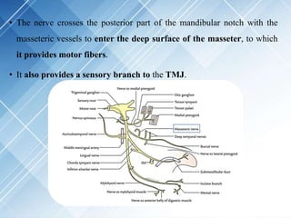 • The nerve crosses the posterior part of the mandibular notch with the
masseteric vessels to enter the deep surface of the masseter, to which
it provides motor fibers.
• It also provides a sensory branch to the TMJ.
 