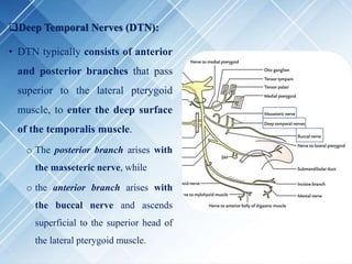 Deep Temporal Nerves (DTN):
• DTN typically consists of anterior
and posterior branches that pass
superior to the lateral pterygoid
muscle, to enter the deep surface
of the temporalis muscle.
o The posterior branch arises with
the masseteric nerve, while
o the anterior branch arises with
the buccal nerve and ascends
superficial to the superior head of
the lateral pterygoid muscle.
 