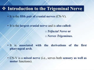  Introduction to the Trigeminal Nerve
• It is the fifth pair of cranial nerves (CN-V).
• It is the largest cranial nerve and is also called:
oTrifacial Nerve or
oNerves Trigeminus.
• It is associated with the derivations of the first
pharyngeal arch.
• CN-V is a mixed nerve (i.e., serves both sensory as well as
motor functions).
 