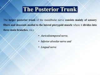 The Posterior Trunk
The larger posterior trunk of the mandibular nerve consists mainly of sensory
fibers and descends medial to the lateral pterygoid muscle where it divides into
three main branches, viz.:
• Auriculotemporal nerve,
• Inferior alveolar nerve and
• Lingual nerve
 