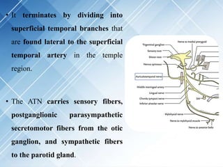 • It terminates by dividing into
superficial temporal branches that
are found lateral to the superficial
temporal artery in the temple
region.
• The ATN carries sensory fibers,
postganglionic parasympathetic
secretomotor fibers from the otic
ganglion, and sympathetic fibers
to the parotid gland.
 