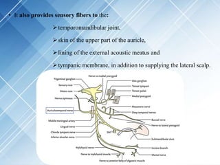 • It also provides sensory fibers to the:
temporomandibular joint,
skin of the upper part of the auricle,
lining of the external acoustic meatus and
tympanic membrane, in addition to supplying the lateral scalp.
 
