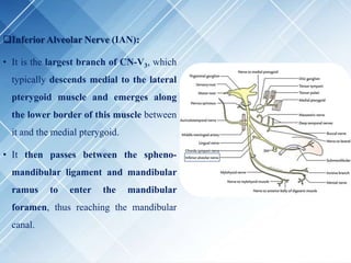 Inferior Alveolar Nerve (IAN):
• It is the largest branch of CN-V3, which
typically descends medial to the lateral
pterygoid muscle and emerges along
the lower border of this muscle between
it and the medial pterygoid.
• It then passes between the spheno-
mandibular ligament and mandibular
ramus to enter the mandibular
foramen, thus reaching the mandibular
canal.
 