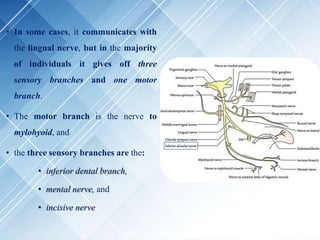 • In some cases, it communicates with
the lingual nerve, but in the majority
of individuals it gives off three
sensory branches and one motor
branch.
• The motor branch is the nerve to
mylohyoid, and
• the three sensory branches are the:
• inferior dental branch,
• mental nerve, and
• incisive nerve
 