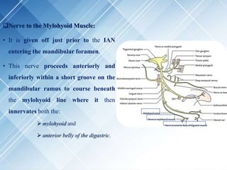 Nerve to the Mylohyoid Muscle:
• It is given off just prior to the IAN
entering the mandibular foramen.
• This nerve proceeds anteriorly and
inferiorly within a short groove on the
mandibular ramus to course beneath
the mylohyoid line where it then
innervates both the:
 mylohyoid and
 anterior belly of the digastric.
 