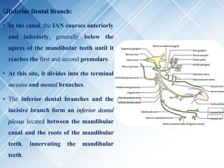 Inferior Dental Branch:
• In the canal, the IAN courses anteriorly
and inferiorly, generally below the
apices of the mandibular teeth until it
reaches the first and second premolars.
• At this site, it divides into the terminal
incisive and mental branches.
• The inferior dental branches and the
incisive branch form an inferior dental
plexus located between the mandibular
canal and the roots of the mandibular
teeth, innervating the mandibular
teeth.
 