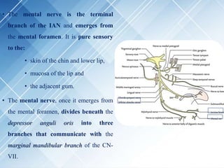 • The mental nerve is the terminal
branch of the IAN and emerges from
the mental foramen. It is pure sensory
to the:
• skin of the chin and lower lip,
• mucosa of the lip and
• the adjacent gum.
• The mental nerve, once it emerges from
the mental foramen, divides beneath the
depressor anguli oris into three
branches that communicate with the
marginal mandibular branch of the CN-
VII.
 