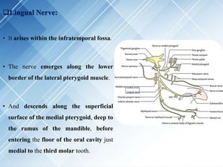 Lingual Nerve:
• It arises within the infratemporal fossa.
• The nerve emerges along the lower
border of the lateral pterygoid muscle.
• And descends along the superficial
surface of the medial pterygoid, deep to
the ramus of the mandible, before
entering the floor of the oral cavity just
medial to the third molar tooth.
 