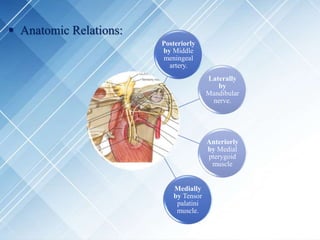  Anatomic Relations:
Posteriorly
by Middle
meningeal
artery.
Laterally
by
Mandibular
nerve.
Anteriorly
by Medial
pterygoid
muscle
Medially
by Tensor
palatini
muscle.
 
